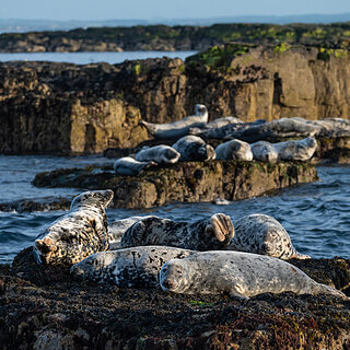 Farne Islands - Grey seals